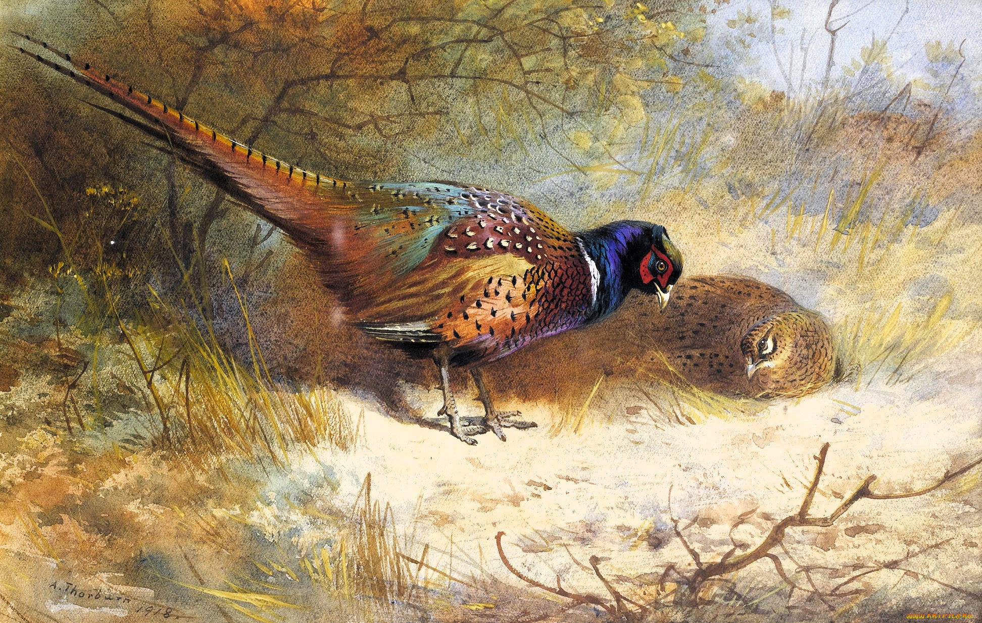 , archibald thorburn, , , , , 